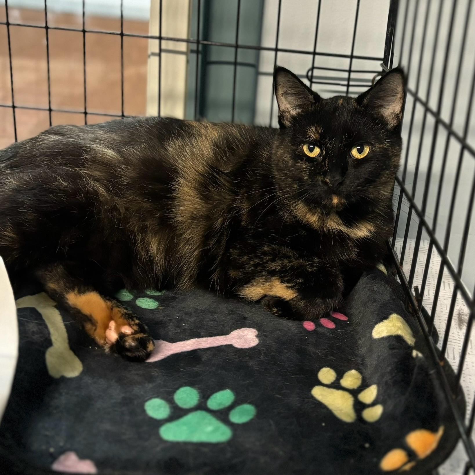 Chrissy, Adoptable, Adult Female Domestic Short Hair.