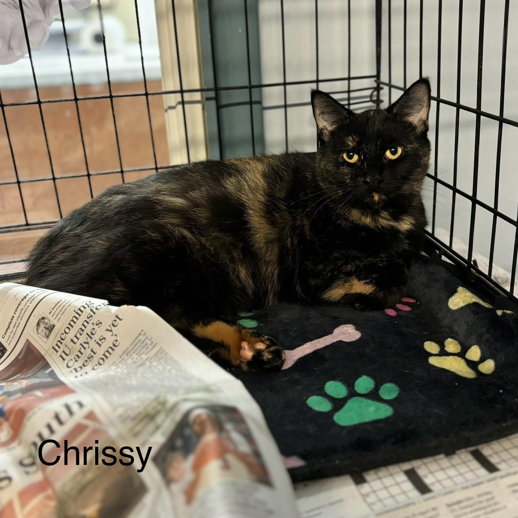 Enlarge Chrissy, a Adoptable Domestic Short Hair in Spencer, IN image 2/2