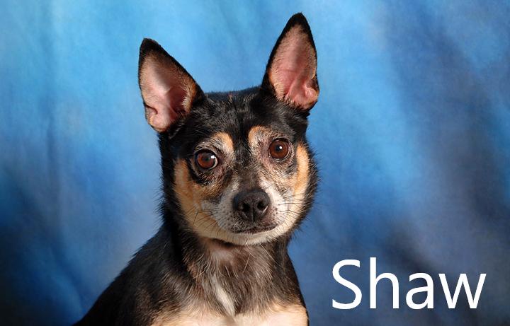 Shaw, Adoptable, Adult Male Chihuahua.