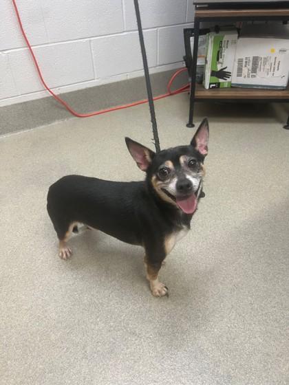 Enlarge Shaw, a Adoptable mixed breed in Mount Vernon, OH image 2/2