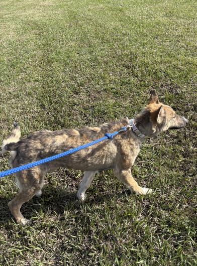 Nova — thumbnail 2