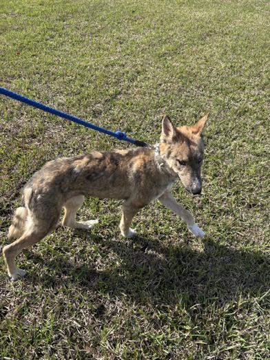 Nova — thumbnail 3