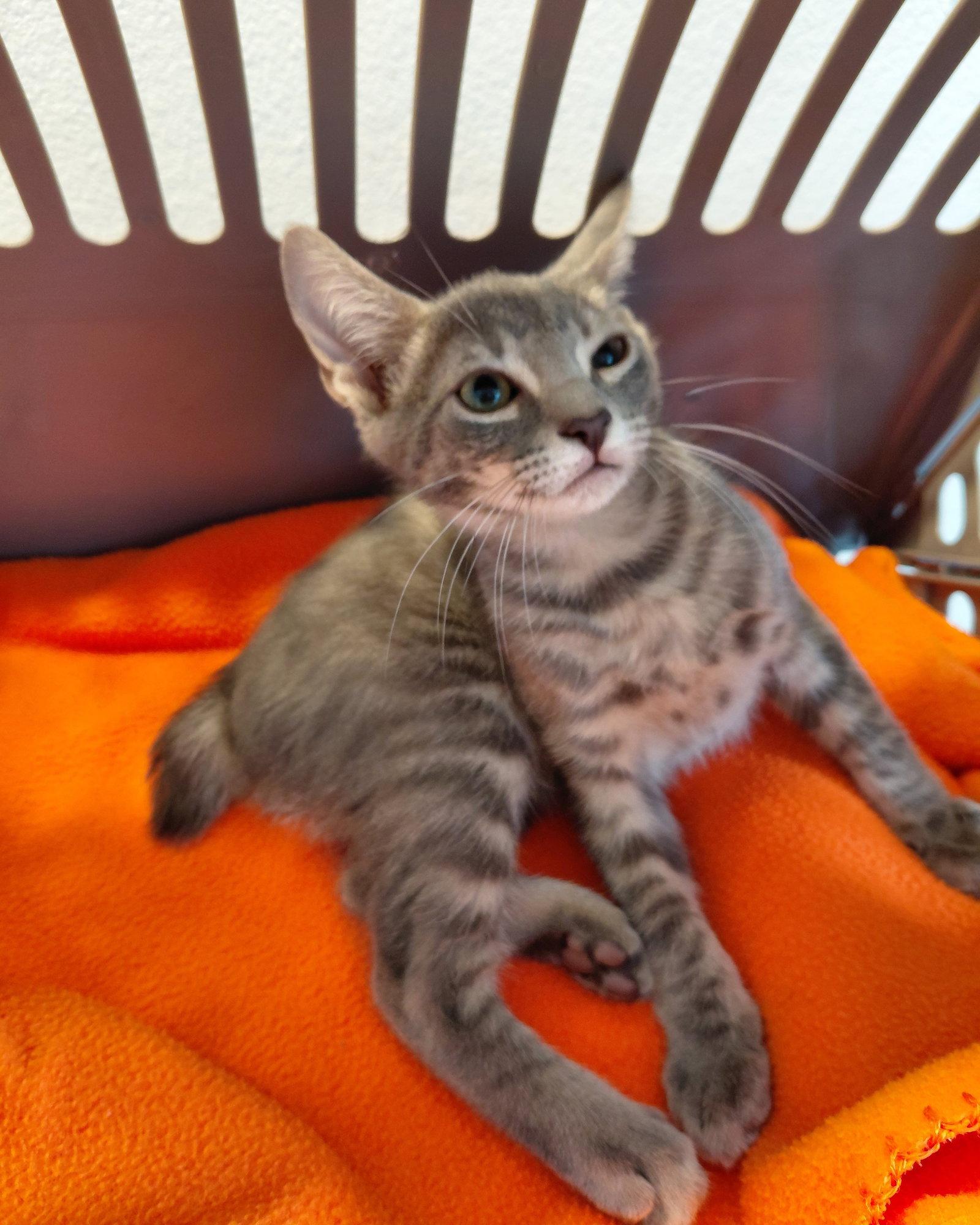 Yancy, Adoptable, Young Male American Bobtail.