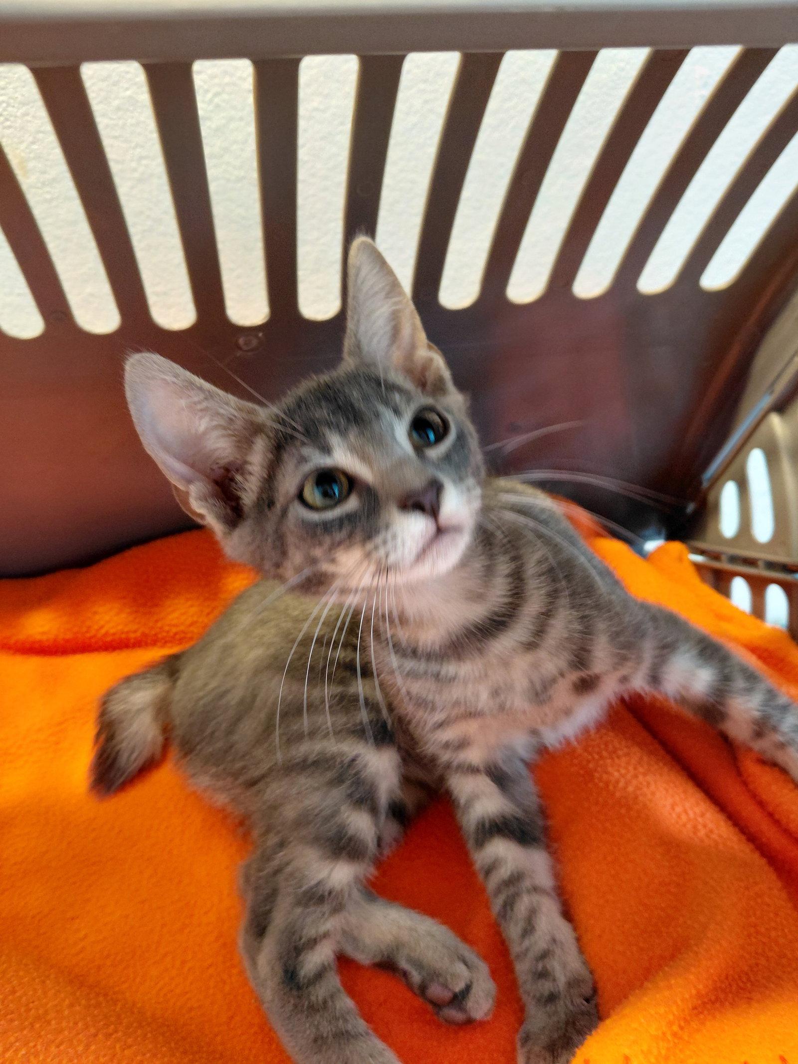 Yancy, a Adoptable American Bobtail in St. Cloud, FL image 2/2