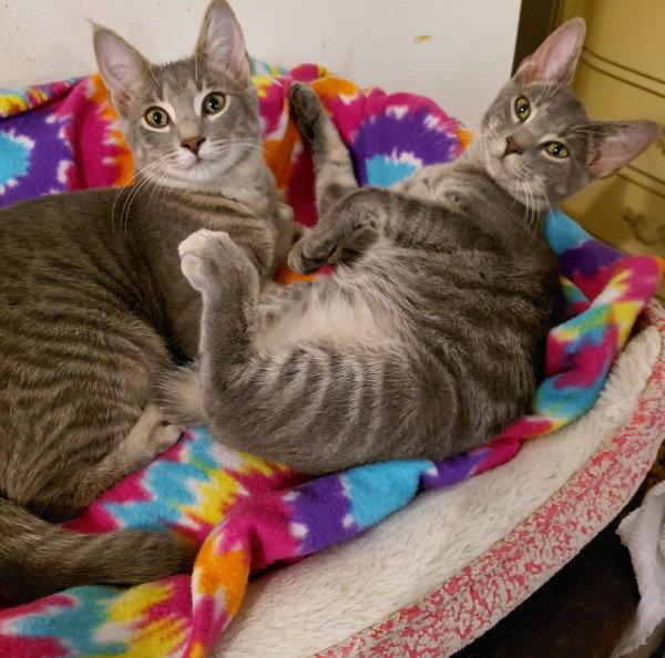 Enlarge Yancy, a Adoptable American Bobtail in St. Cloud, FL image 3/3