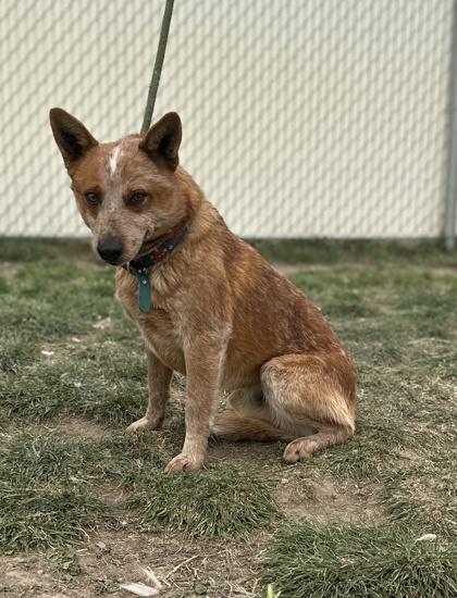 Enlarge Charmander(92927), a ADOPTABLE mixed breed in Spanish Fork, UT image 1/1