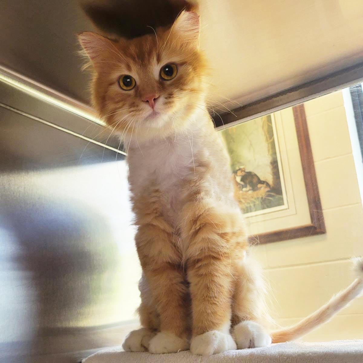 Firestar, Adoptable, Adult Male Domestic Long Hair.
