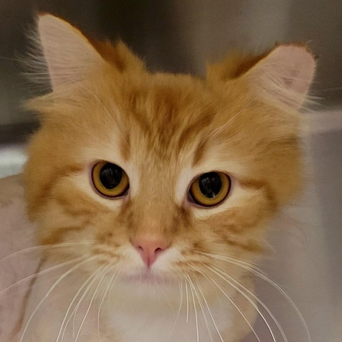 Enlarge Firestar, a Adoptable Domestic Long Hair in Plover, WI image 2/2