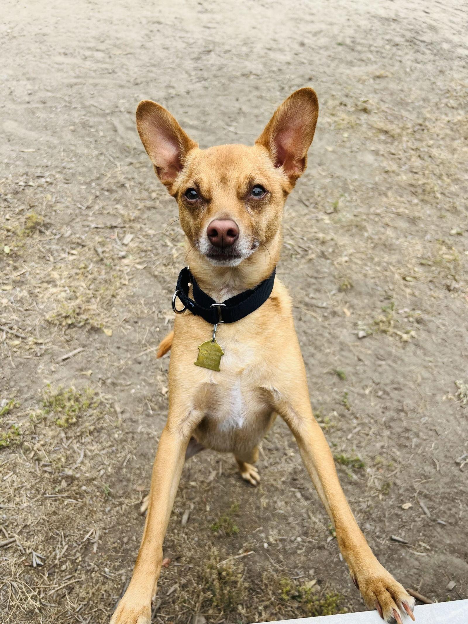 Tommy, Adoptable, Adult Male Terrier.