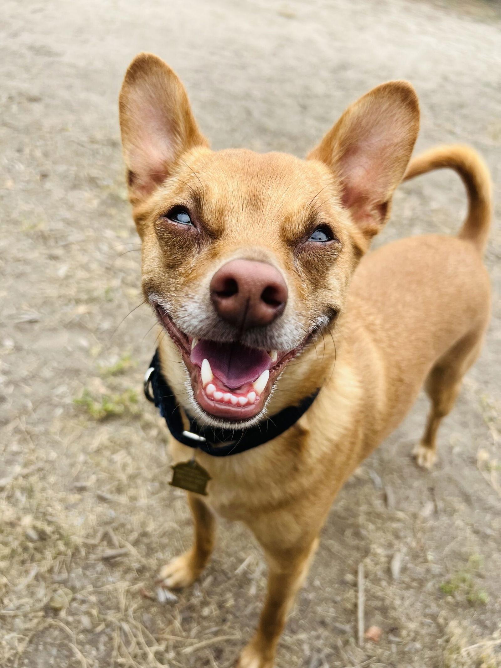 Tommy, a Adoptable Terrier in Seal Beach, CA image 2/6