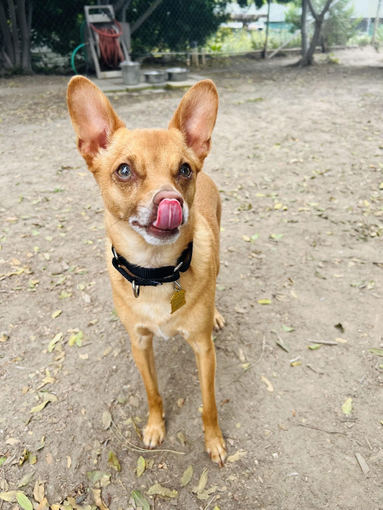 Tommy, a Adoptable Terrier in Seal Beach, CA image 3/6