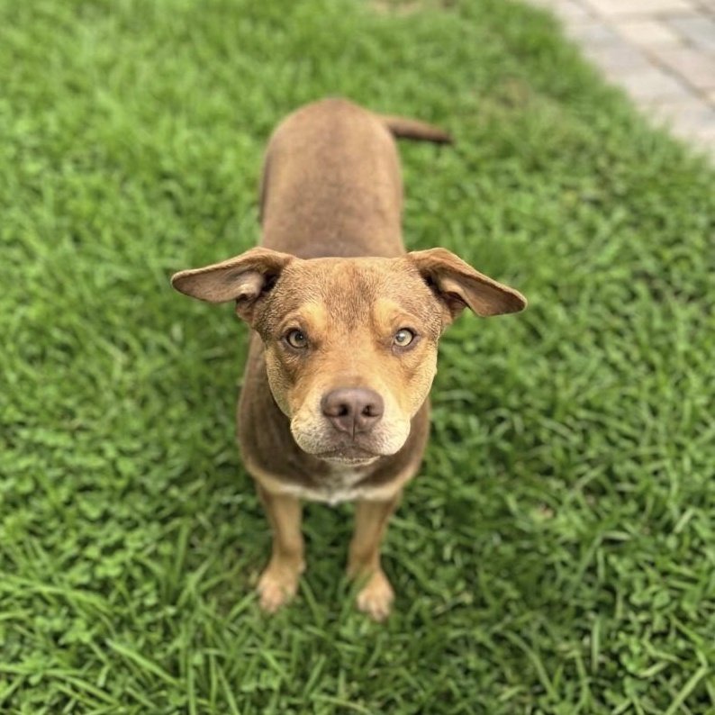 Boston, Adoptable, Young Male Labrador Retriever & Terrier.