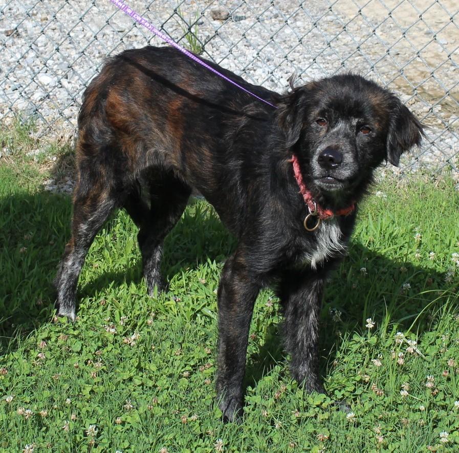 ATHENA, a ADOPTABLE mixed breed in Claremore, OK image 3/3