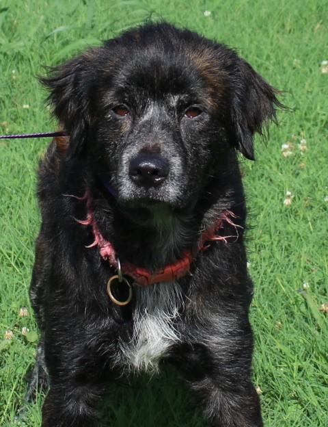 ATHENA, a ADOPTABLE mixed breed in Claremore, OK image 2/3