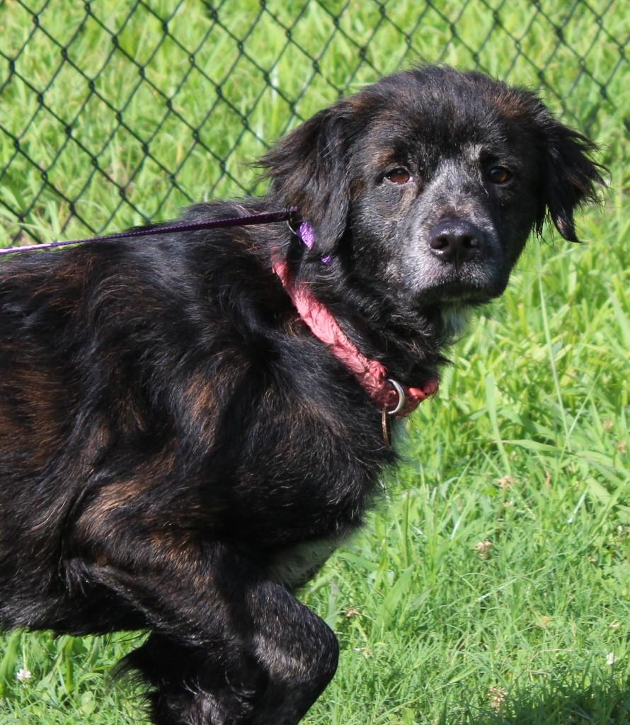 ATHENA, ADOPTABLE, Adult Female Flat-Coated Retriever.