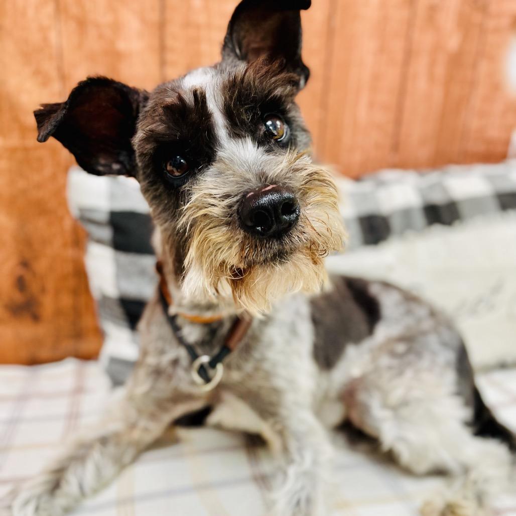 Bounce, Adoptable, Adult Male Schnauzer & Poodle.