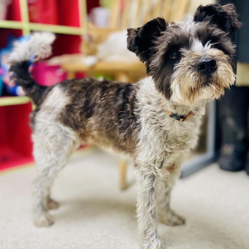 Bounce, Adoptable, Adult Male Schnauzer & Poodle.