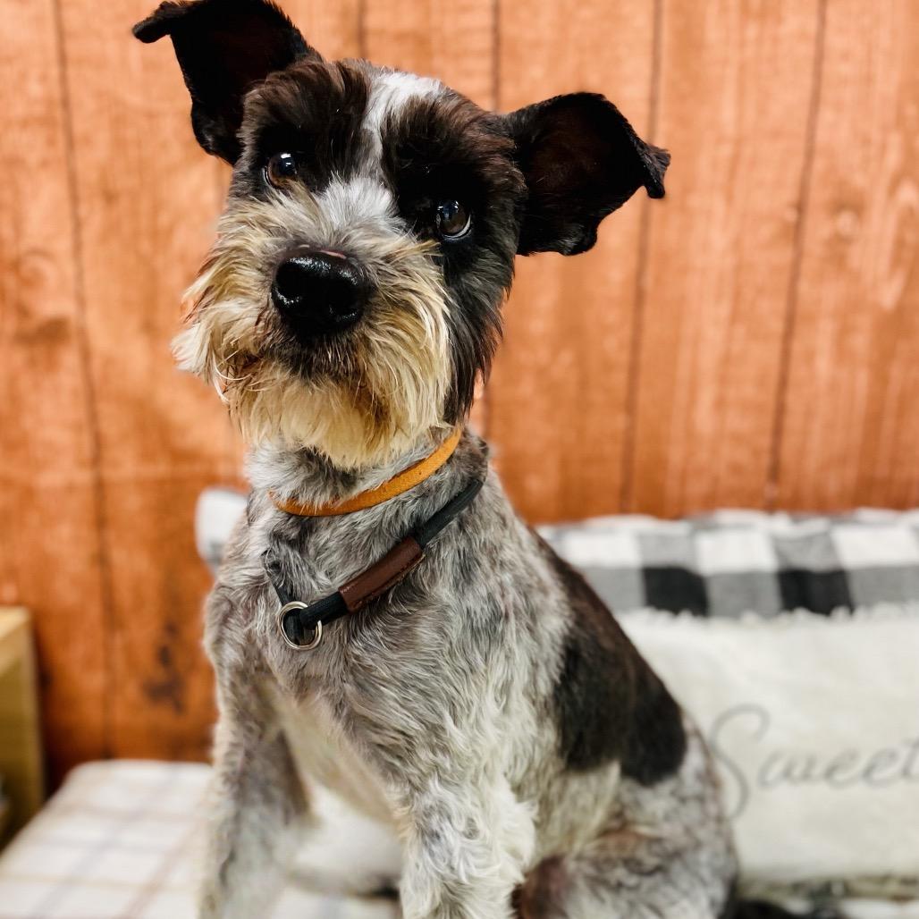 Bounce, a Adoptable mixed breed in Lebanon, MO image 2/6