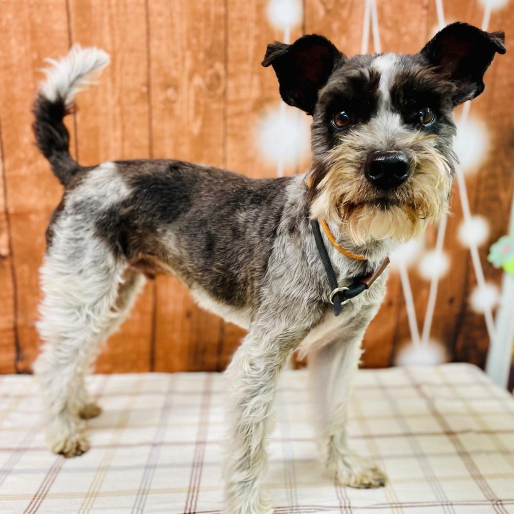 Bounce, a Adoptable mixed breed in Lebanon, MO image 5/6