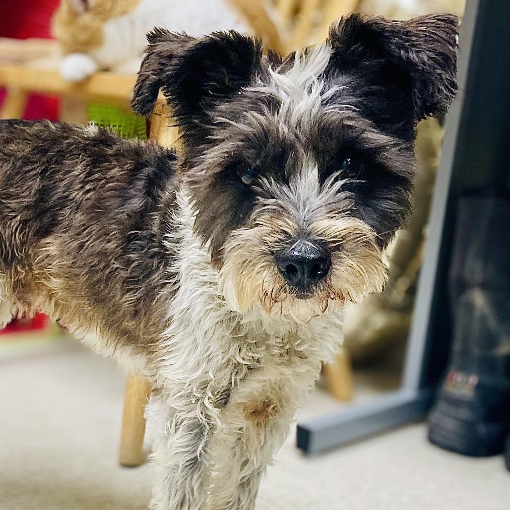 Enlarge Bounce, a Adoptable mixed breed in Lebanon, MO image 3/3
