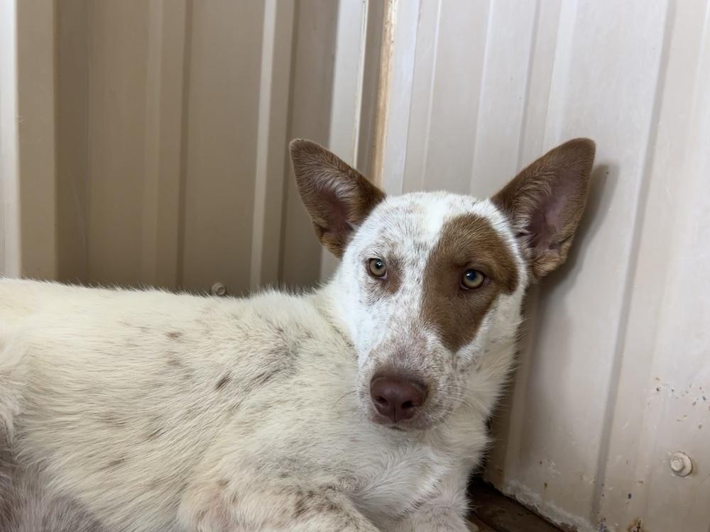 Phyllis, Adoptable, Young Female Australian Cattle Dog / Blue Heeler.