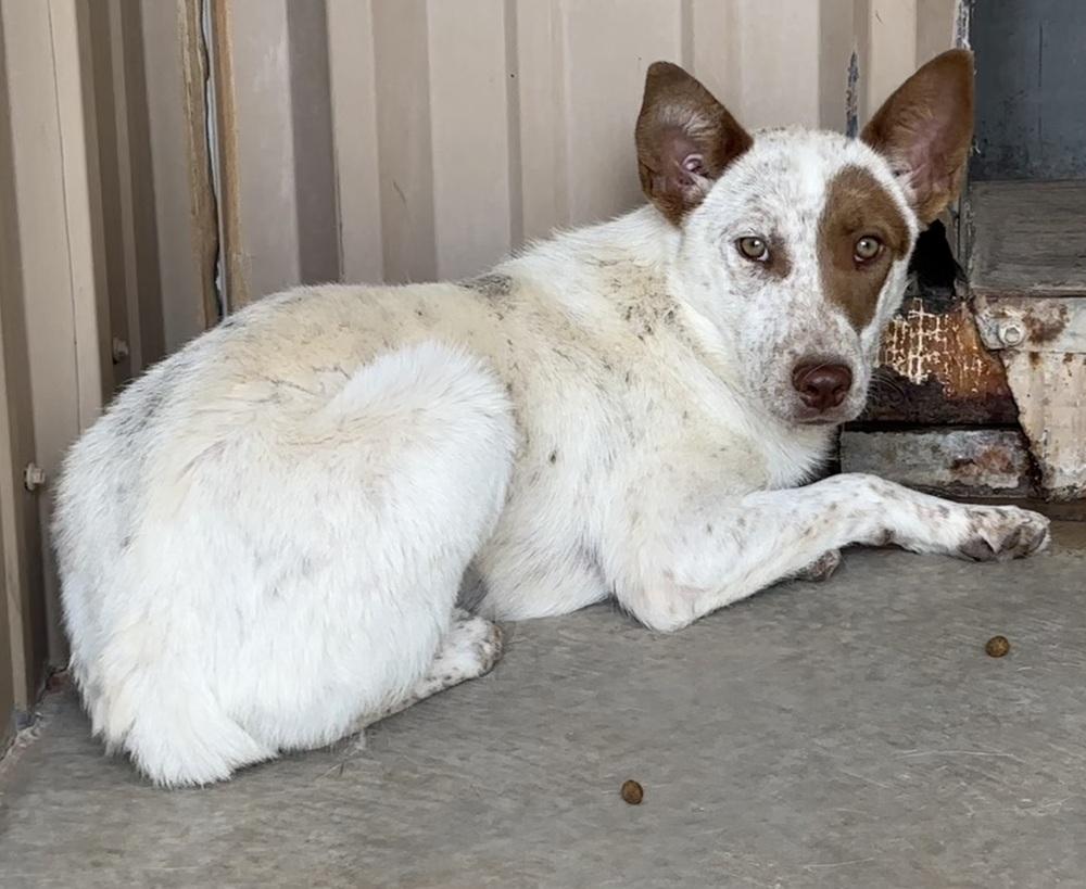 Enlarge Phyllis, a Adoptable Australian Cattle Dog / Blue Heeler in Mountainair, NM image 2/4