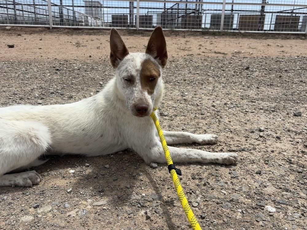 Enlarge Phyllis, a Adoptable Australian Cattle Dog / Blue Heeler in Mountainair, NM image 3/4