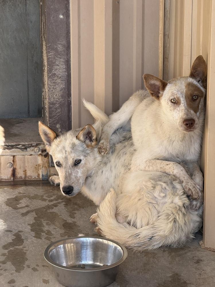 Enlarge Phyllis, a Adoptable Australian Cattle Dog / Blue Heeler in Mountainair, NM image 4/4