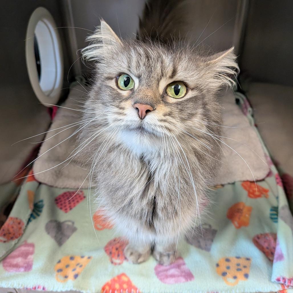 Poppy, Adoptable, Kitten Female Domestic Medium Hair.