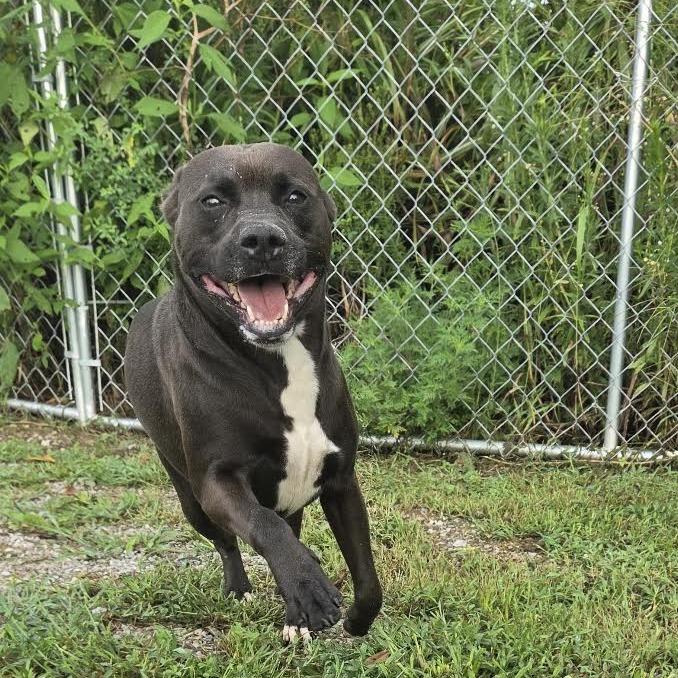 Bullet, Adoptable, Adult Male Mixed Breed.