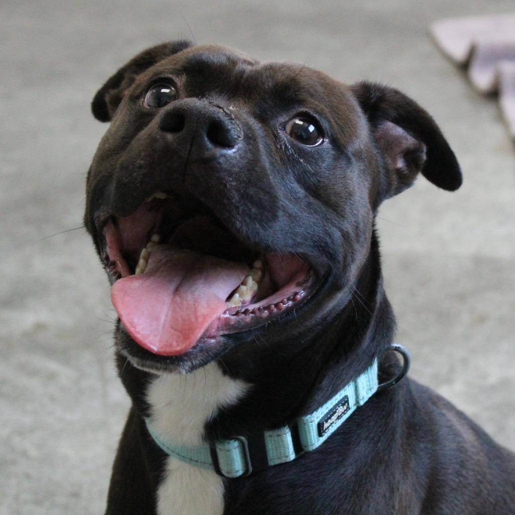 Bullet, Adoptable, Adult Male Mixed Breed.