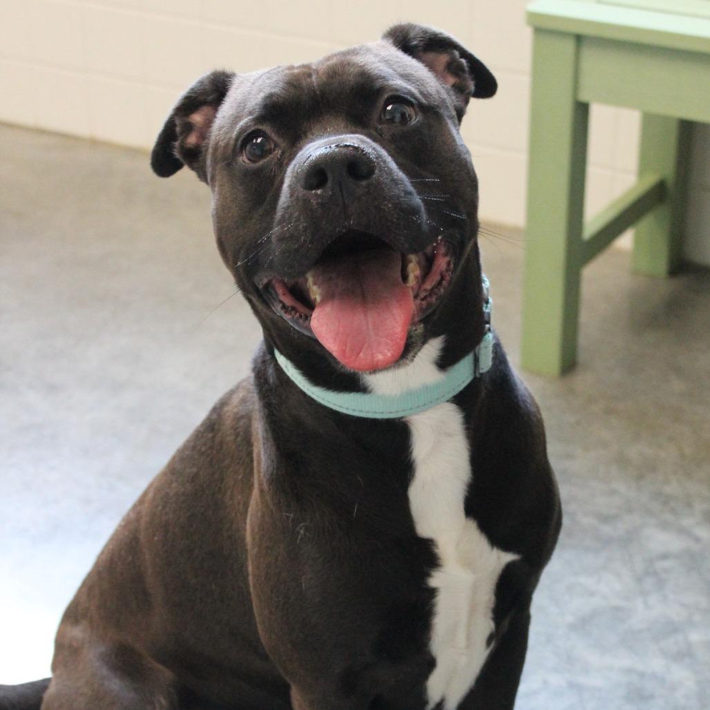 Enlarge Bullet, a Adoptable Mixed Breed in Brooksville, KY image 2/4