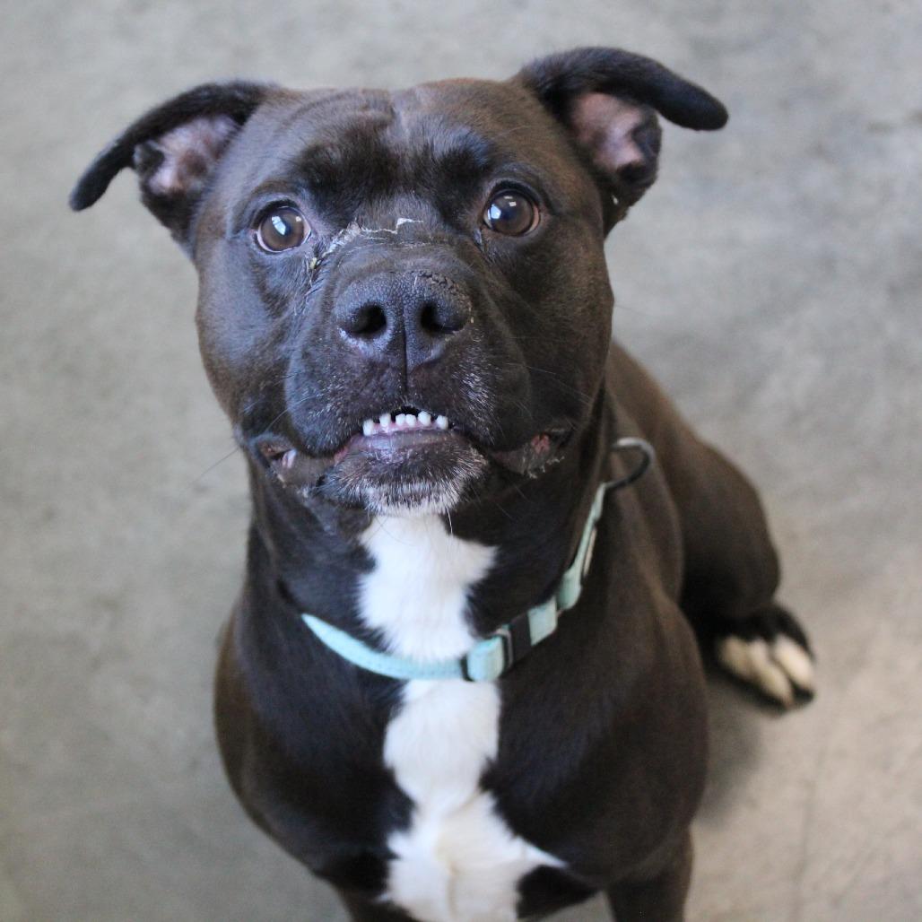 Enlarge Bullet, a Adoptable Mixed Breed in Brooksville, KY image 3/4