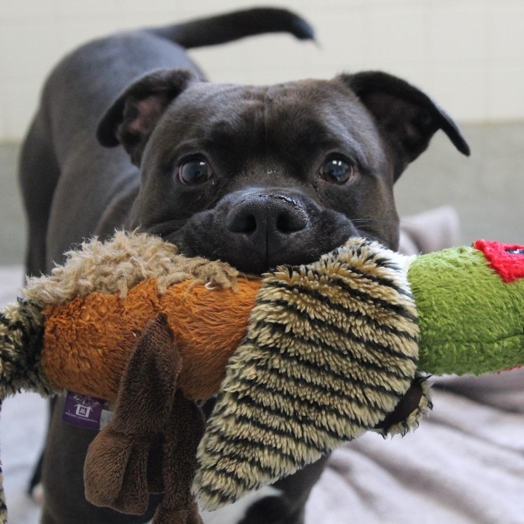 Enlarge Bullet, a Adoptable Mixed Breed in Brooksville, KY image 4/4