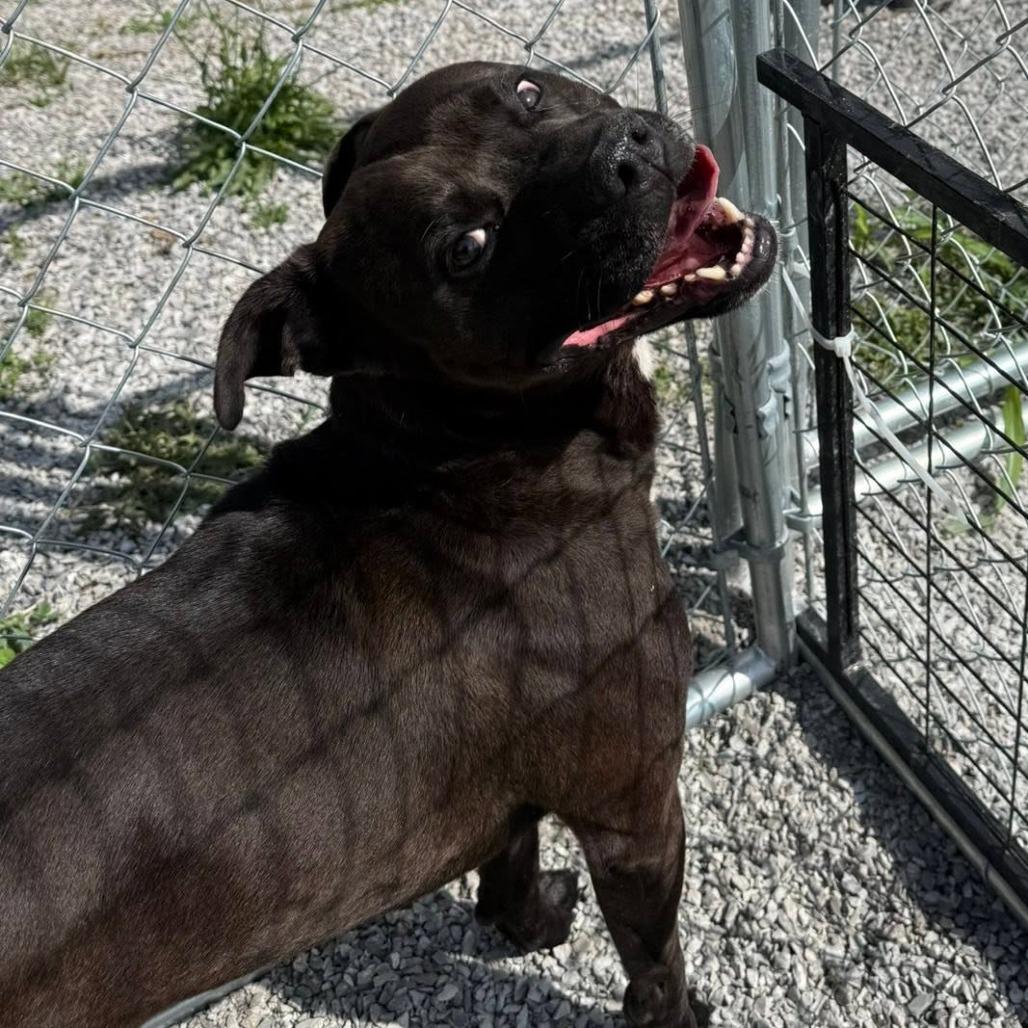 Enlarge Bullet, a Adoptable Mixed Breed in Brooksville, KY image 6/6