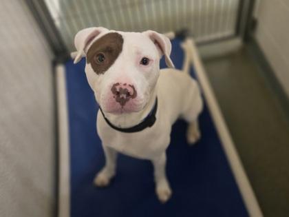 Enlarge Hermez, a Adoptable mixed breed in Coon Rapids, MN image 1/2