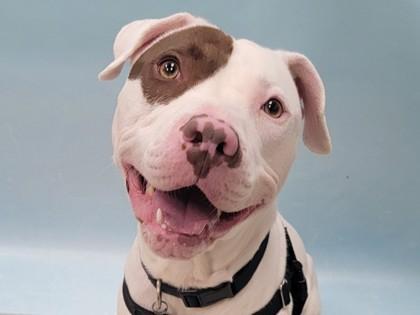 Enlarge Hermez, a Adoptable mixed breed in Coon Rapids, MN image 2/2