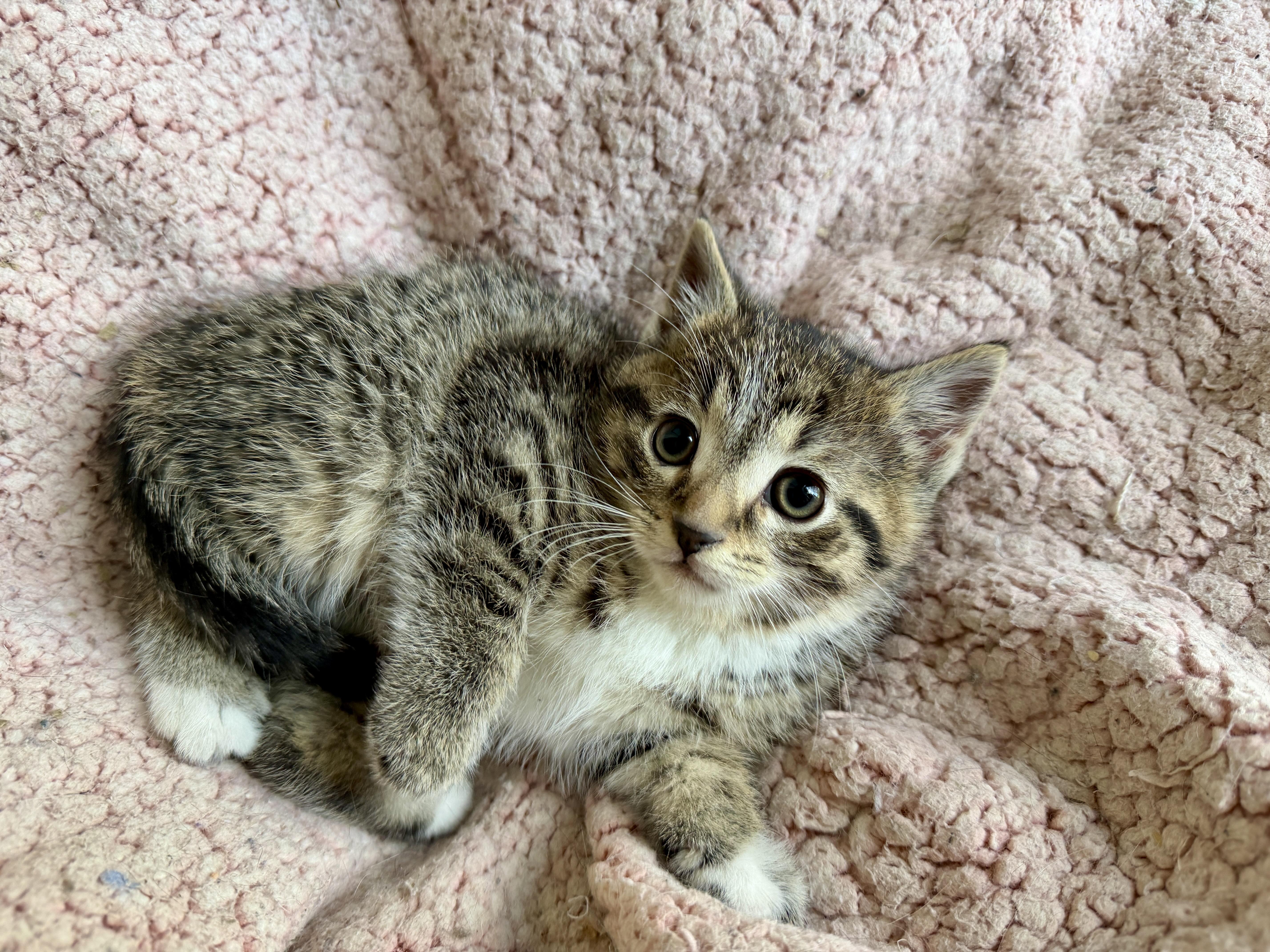 Blinky, adopted, Kitten Male Domestic Short Hair & Tabby.