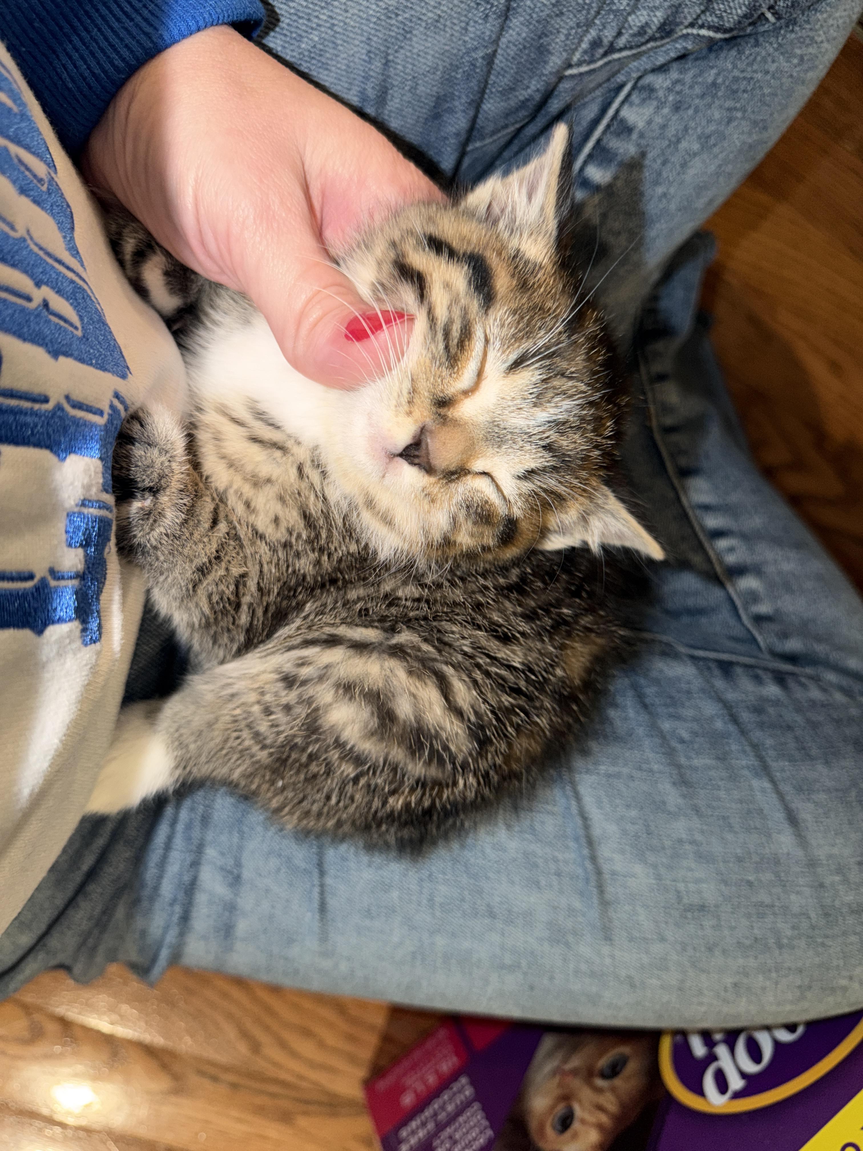 Enlarge Blinky, an adopted mixed breed in Rochester Hills, MI image 2/2