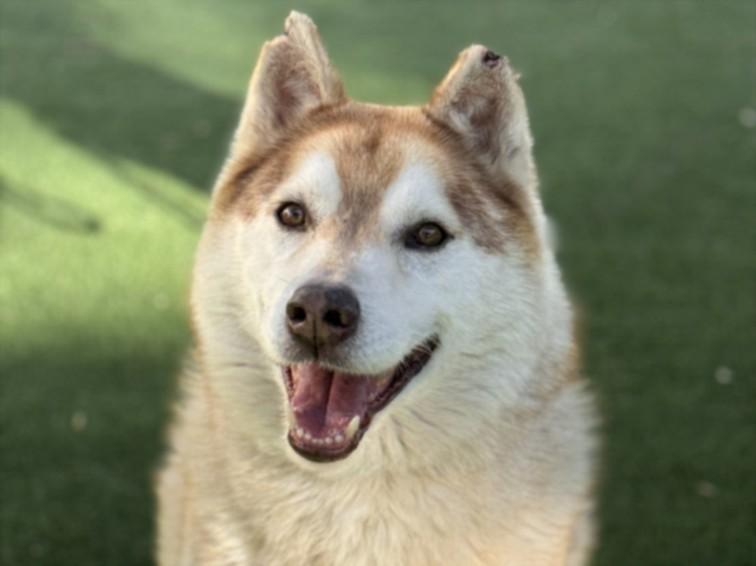HERCULES, Adoptable, Senior Male Siberian Husky.
