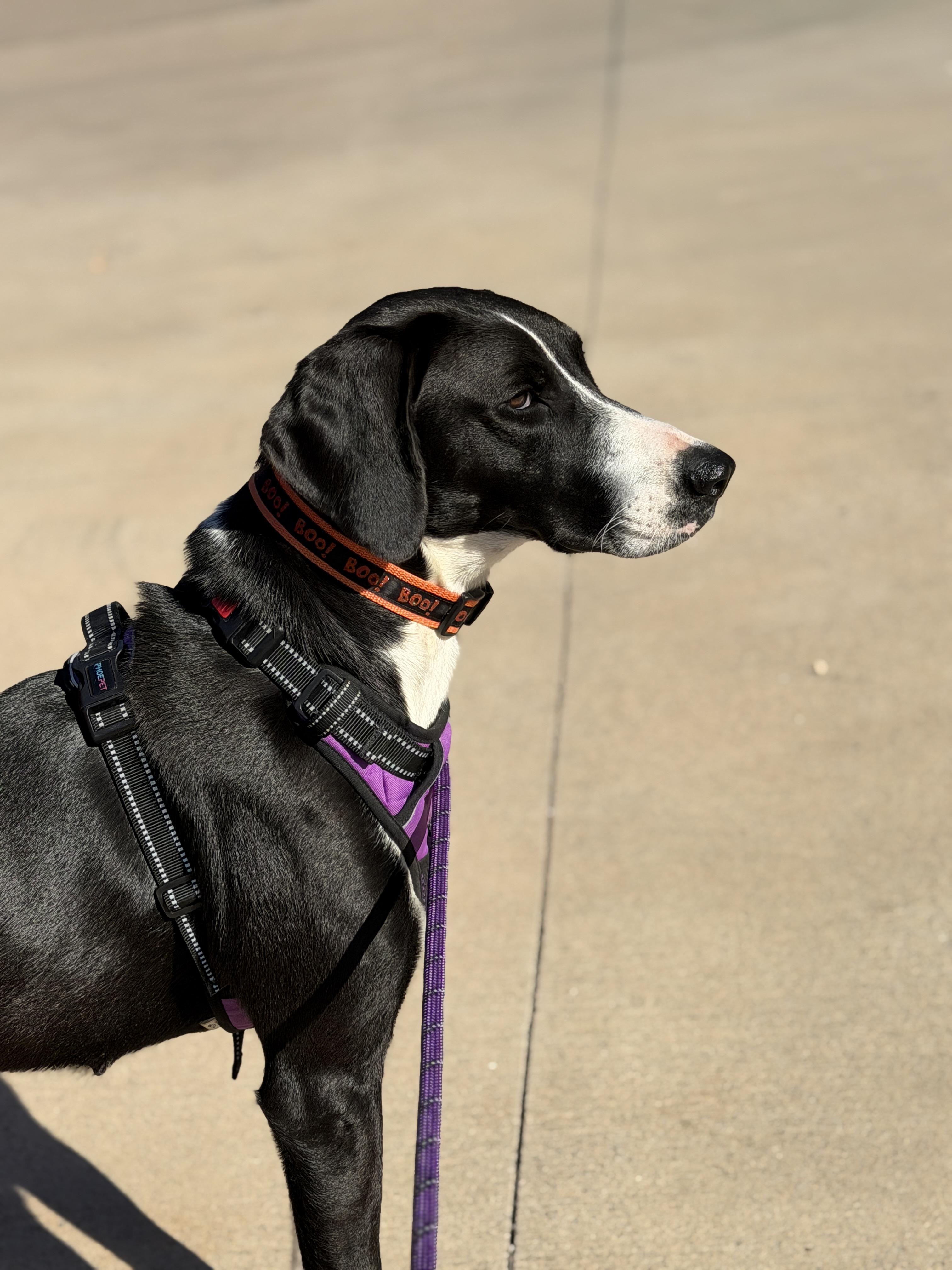 Enlarge River, a Adoptable mixed breed in Hawkins, TX image 1/4