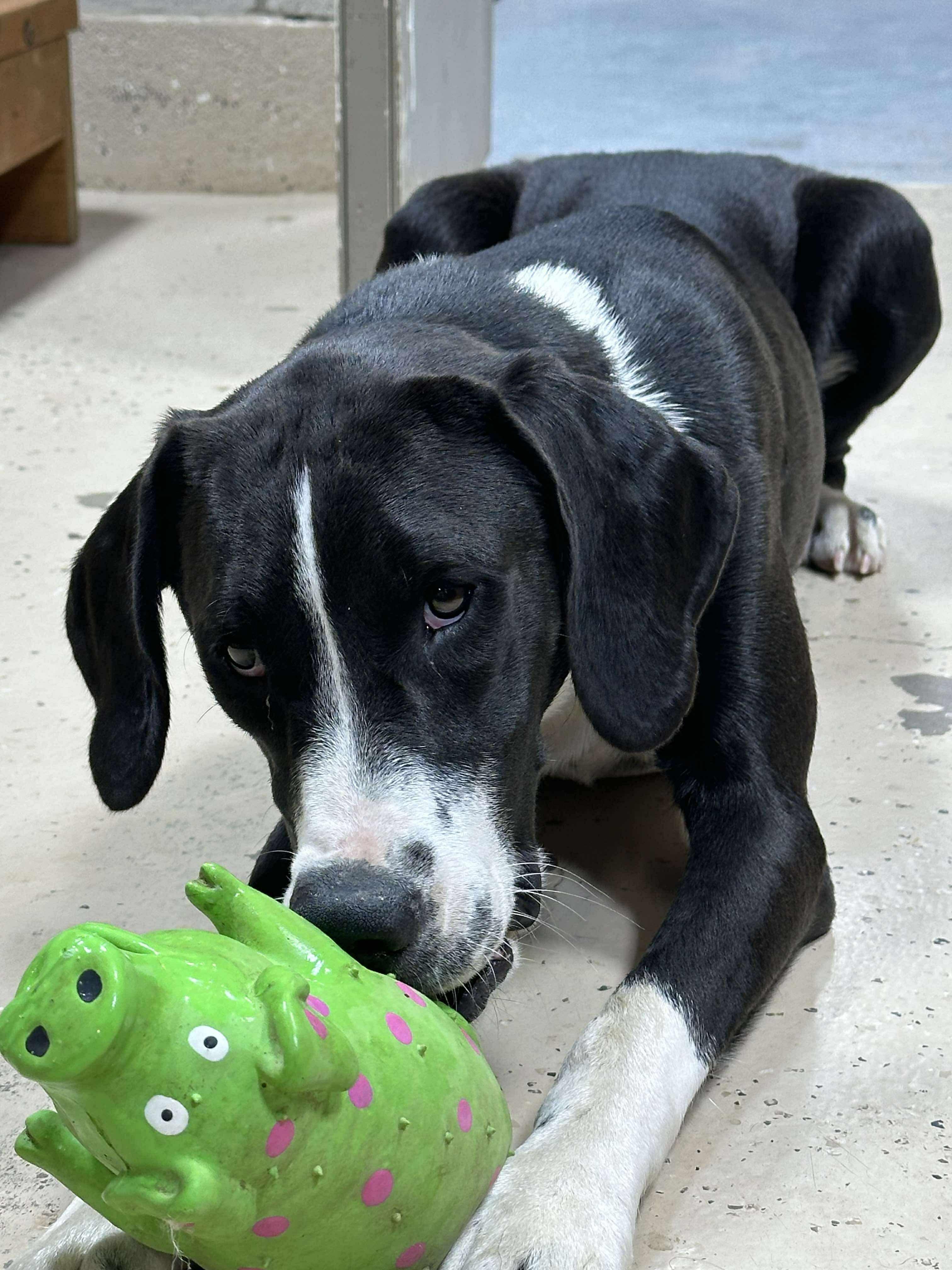 Enlarge River, a Adoptable mixed breed in Hawkins, TX image 2/4