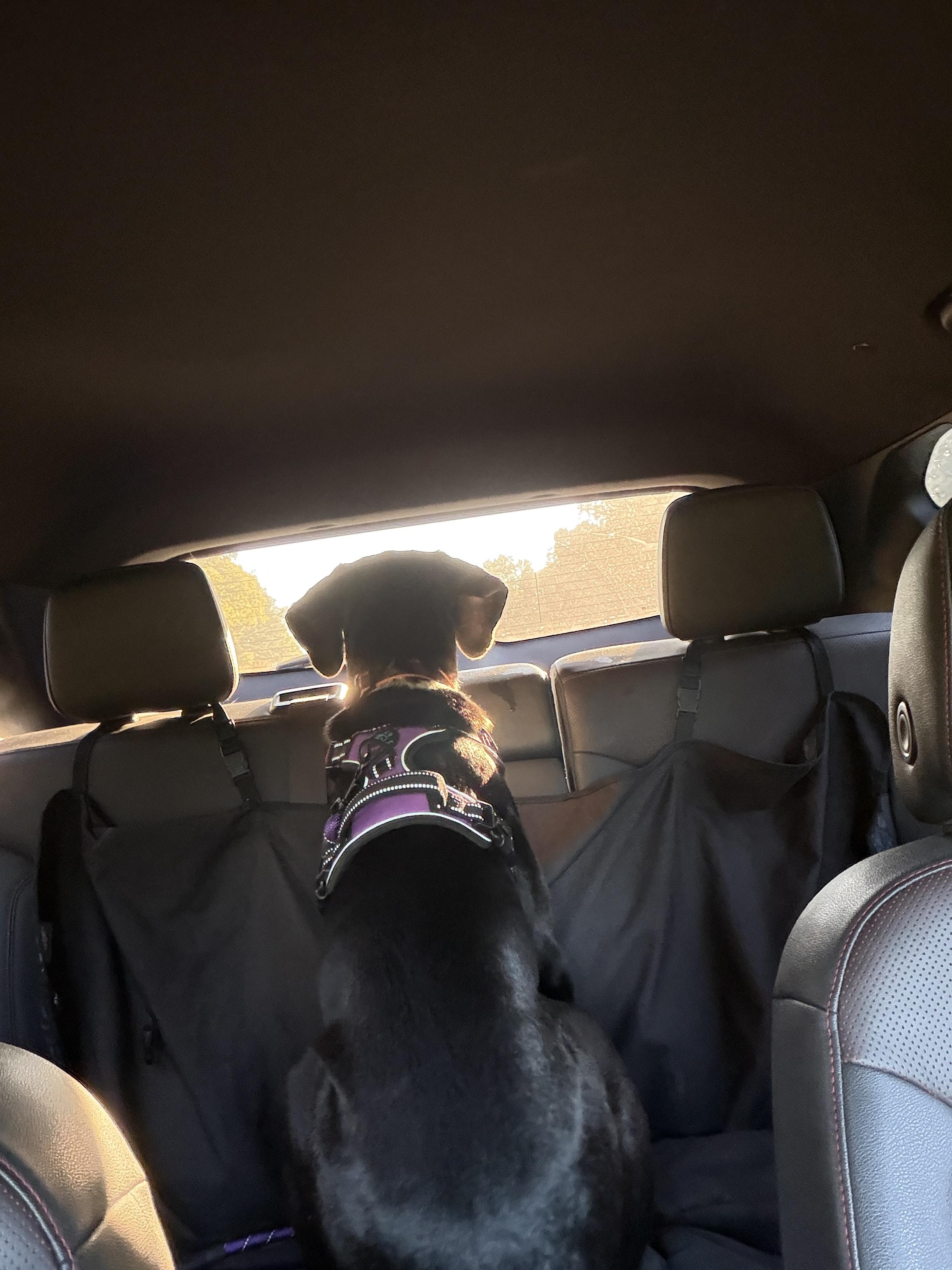 Enlarge River, a Adoptable mixed breed in Hawkins, TX image 3/4