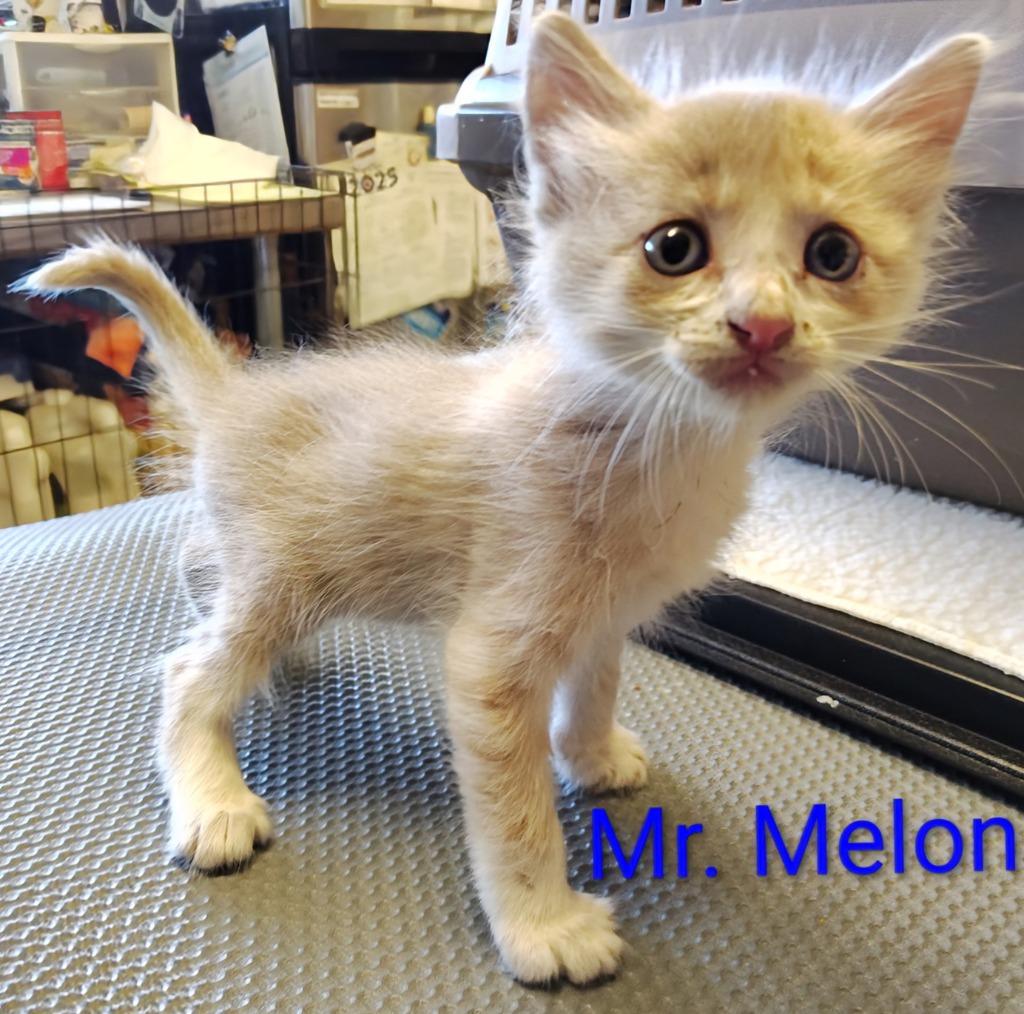 Enlarge Mr. Melon, a Adopted mixed breed in Mena, AR image 1/2