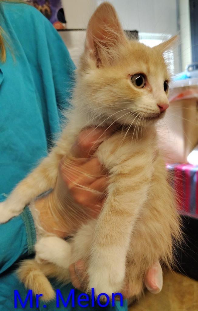 Enlarge Mr. Melon, a Adoptable mixed breed in Mena, AR image 2/2