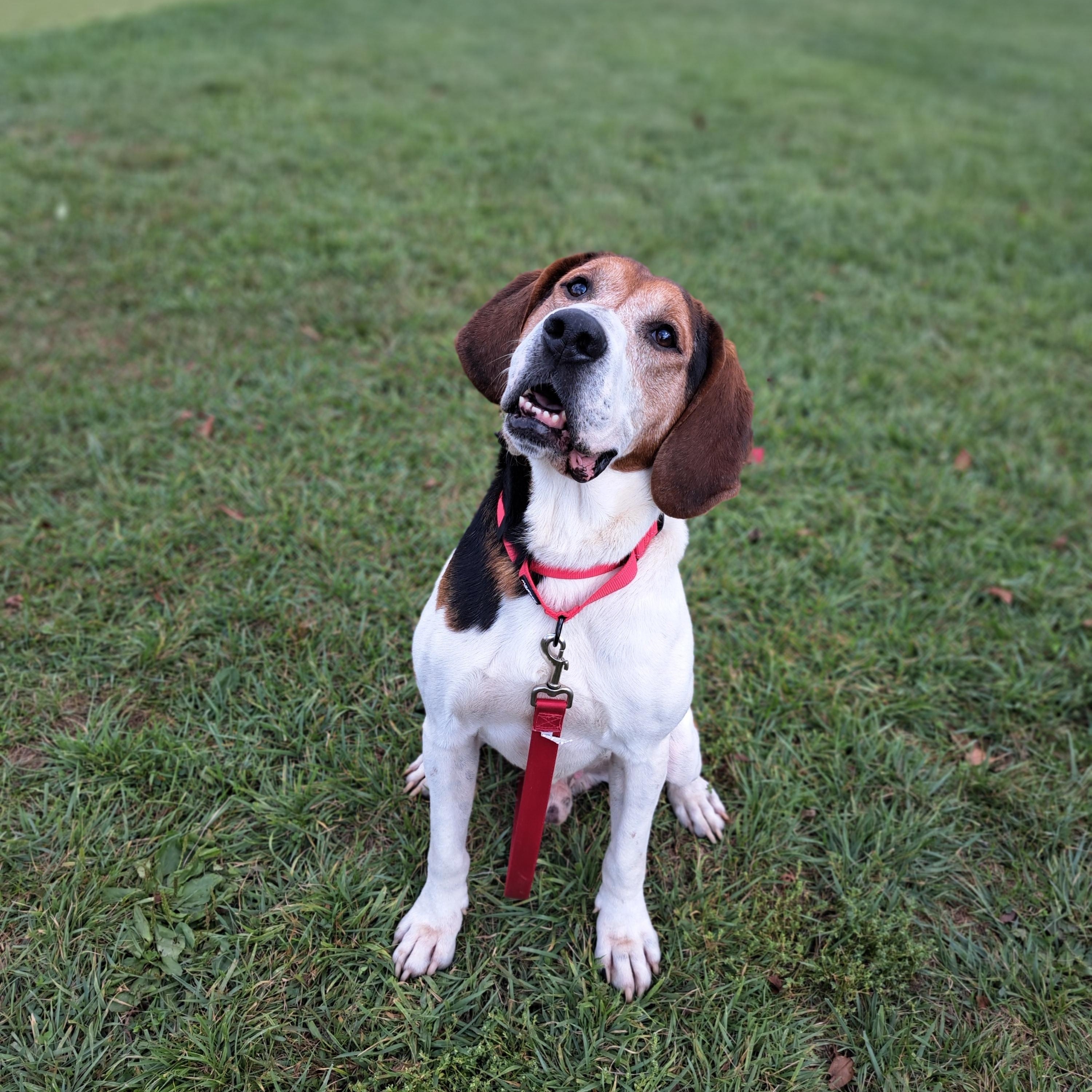 Goofy, Adoptable, Adult Male Coonhound.
