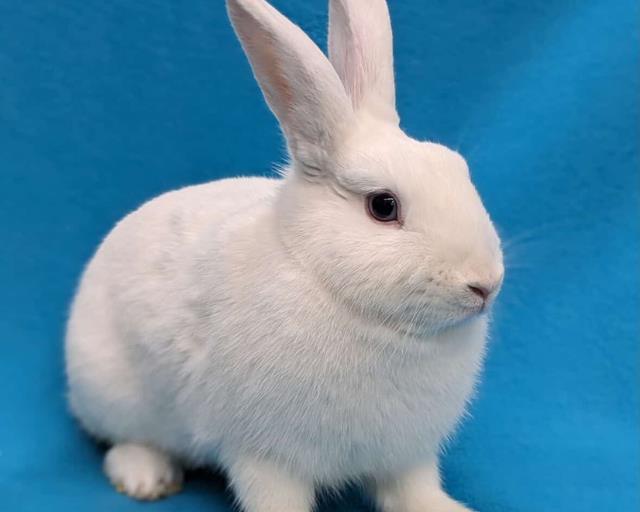 SOFTY, Adoptable, Young Female Bunny Rabbit.