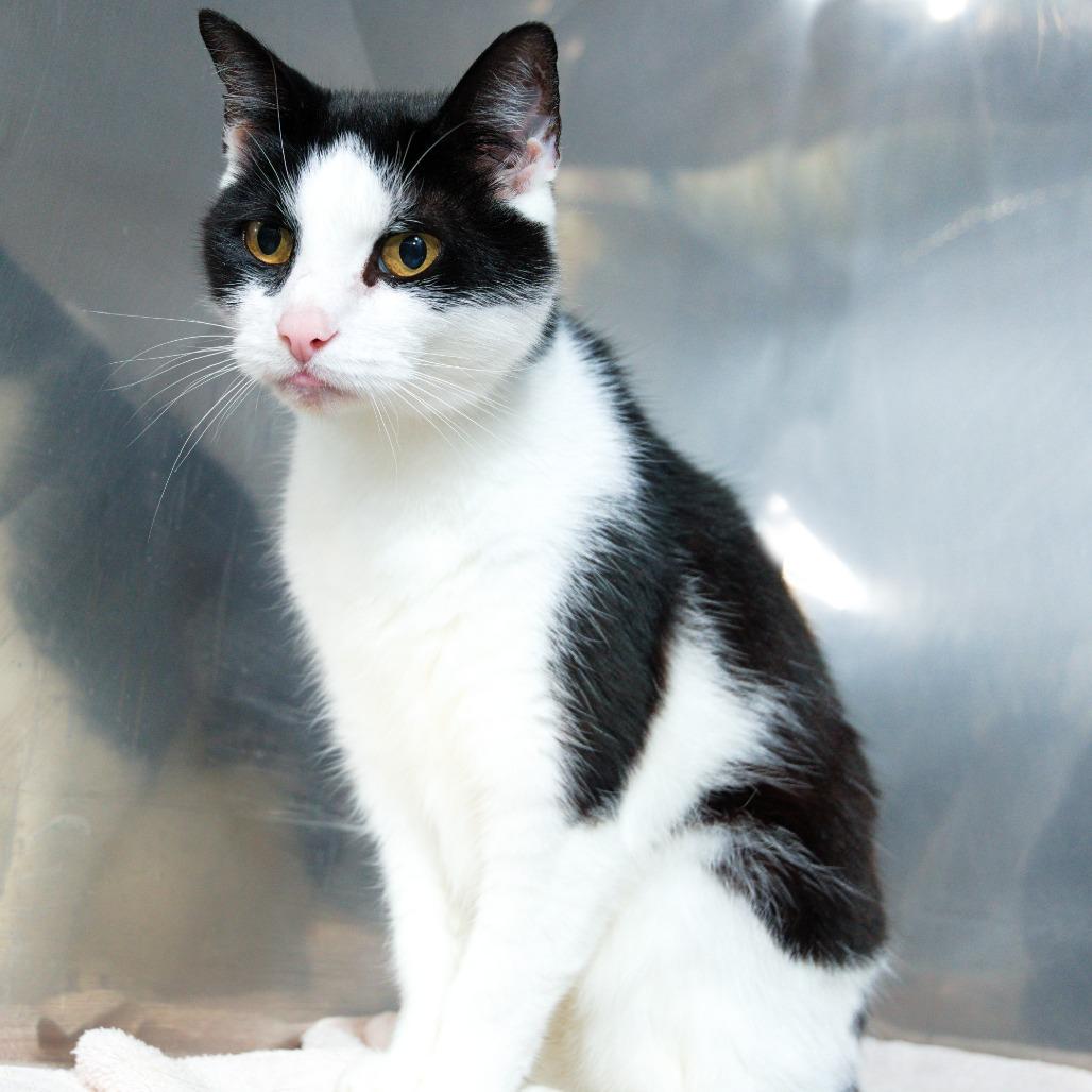 Enlarge Jasmine, a Adoptable Domestic Short Hair in Natick, MA image 2/6