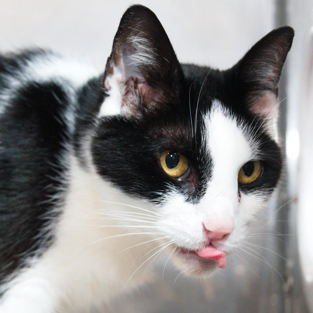 Jasmine, Adoptable, Senior Female Domestic Short Hair.