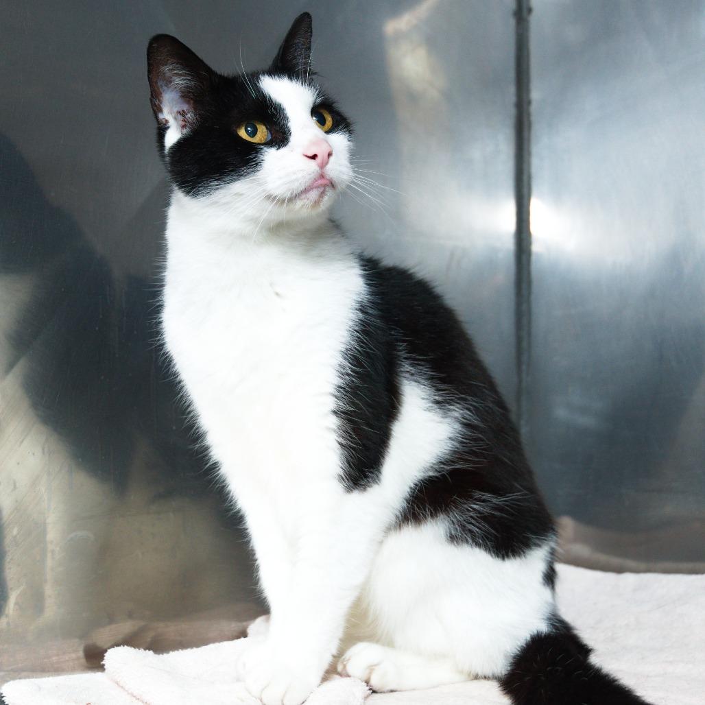 Enlarge Jasmine, a Adoptable Domestic Short Hair in Natick, MA image 3/6